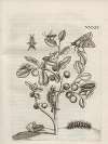 Der Raupen wunderbare Verwandelung und sonderbare Blumen-Nahrung Pl.085