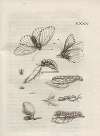Der Raupen wunderbare Verwandelung und sonderbare Blumen-Nahrung Pl.086