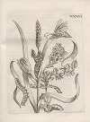 Der Raupen wunderbare Verwandelung und sonderbare Blumen-Nahrung Pl.087