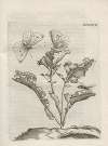 Der Raupen wunderbare Verwandelung und sonderbare Blumen-Nahrung Pl.090