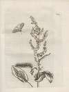 Der Raupen wunderbare Verwandelung und sonderbare Blumen-Nahrung Pl.091