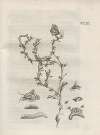 Der Raupen wunderbare Verwandelung und sonderbare Blumen-Nahrung Pl.094