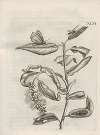 Der Raupen wunderbare Verwandelung und sonderbare Blumen-Nahrung Pl.097