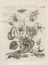 Der Raupen wunderbare Verwandelung und sonderbare Blumen-Nahrung Pl.099