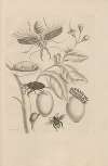 Dissertatio de generatione et metamorphosibus insectorum surinamensium Pl.48