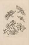 Dissertatio de generatione et metamorphosibus insectorum surinamensium Pl.49