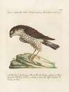 Ornithologia methodice digesta Pl.018