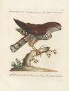 Ornithologia methodice digesta Pl.019