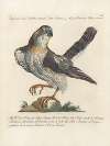 Ornithologia methodice digesta Pl.021