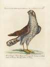 Ornithologia methodice digesta Pl.022