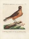 Ornithologia methodice digesta Pl.036