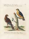 Ornithologia methodice digesta Pl.044