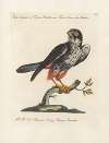 Ornithologia methodice digesta Pl.045