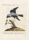 Ornithologia methodice digesta Pl.054
