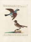 Ornithologia methodice digesta Pl.055