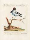 Ornithologia methodice digesta Pl.056