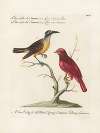 Ornithologia methodice digesta Pl.058