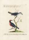 Ornithologia methodice digesta Pl.061