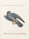Ornithologia methodice digesta Pl.067