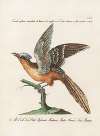 Ornithologia methodice digesta Pl.070