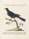 Ornithologia methodice digesta Pl.072