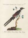 Ornithologia methodice digesta Pl.074