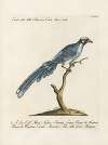 Ornithologia methodice digesta Pl.080