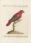 Ornithologia methodice digesta Pl.104