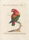 Ornithologia methodice digesta Pl.106