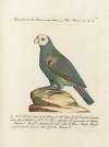Ornithologia methodice digesta Pl.109
