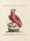 Ornithologia methodice digesta Pl.113