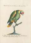 Ornithologia methodice digesta Pl.116