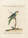 Ornithologia methodice digesta Pl.127