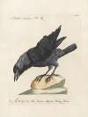 Ornithologia methodice digesta Pl.141
