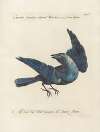 Ornithologia methodice digesta Pl.142