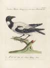 Ornithologia methodice digesta Pl.144