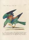 Ornithologia methodice digesta Pl.150
