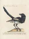 Ornithologia methodice digesta Pl.152