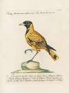 Ornithologia methodice digesta Pl.153
