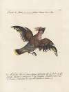 Ornithologia methodice digesta Pl.155