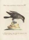 Ornithologia methodice digesta Pl.158