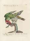Ornithologia methodice digesta Pl.160