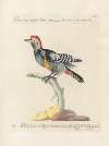 Ornithologia methodice digesta Pl.161
