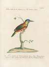 Ornithologia methodice digesta Pl.166