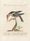 Ornithologia methodice digesta Pl.167