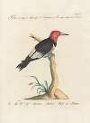 Ornithologia methodice digesta Pl.169