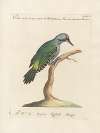 Ornithologia methodice digesta Pl.170