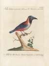 Ornithologia methodice digesta Pl.174