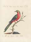 Ornithologia methodice digesta Pl.178