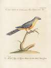 Ornithologia methodice digesta Pl.179